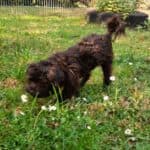 Sparky -  - Bild 11