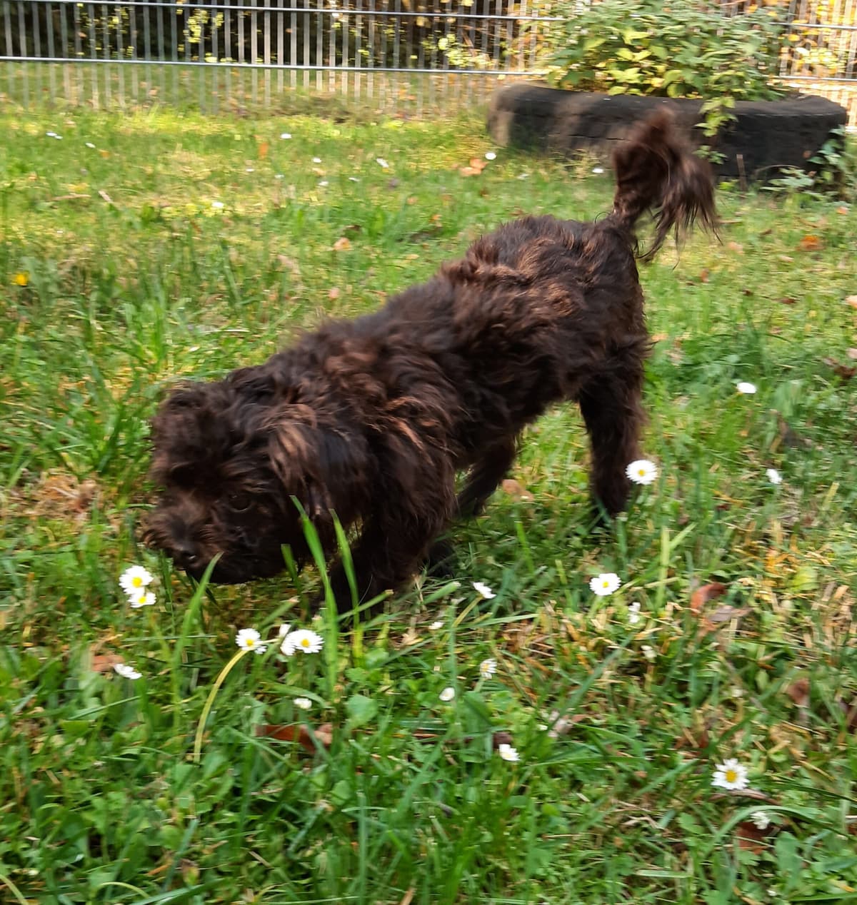 Sparky -  - Bild 10