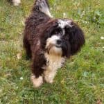 Bert -  - Bild 11