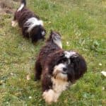 Bert -  - Bild 9
