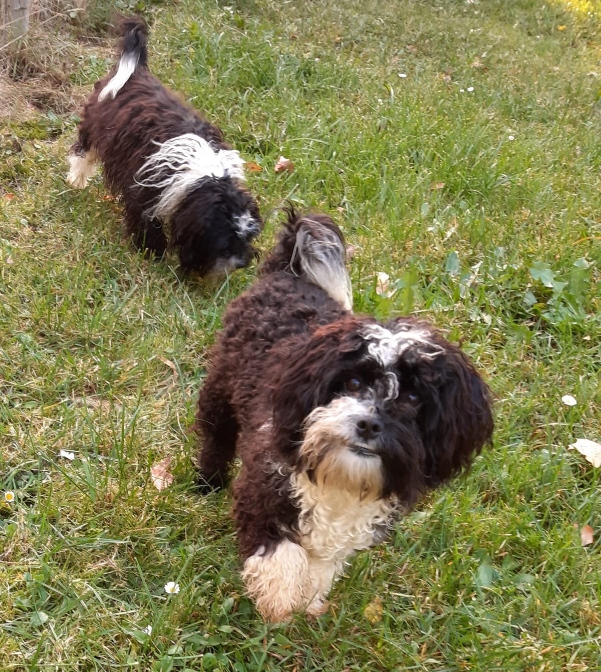 Bert -  - Bild 8