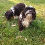 Bert -  - Bild 13