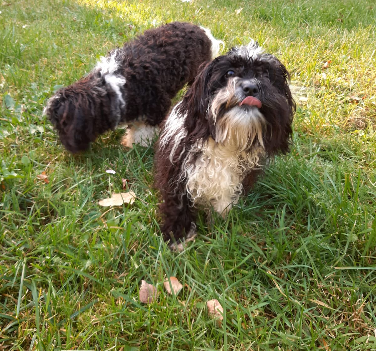Bert -  - Bild 12
