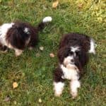 Bert -  - Bild 7