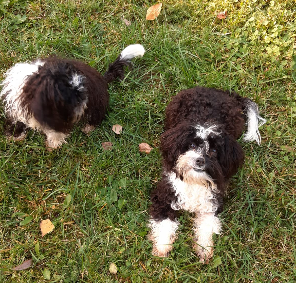 Bert -  - Bild 6