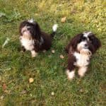 Bert -  - Bild 3