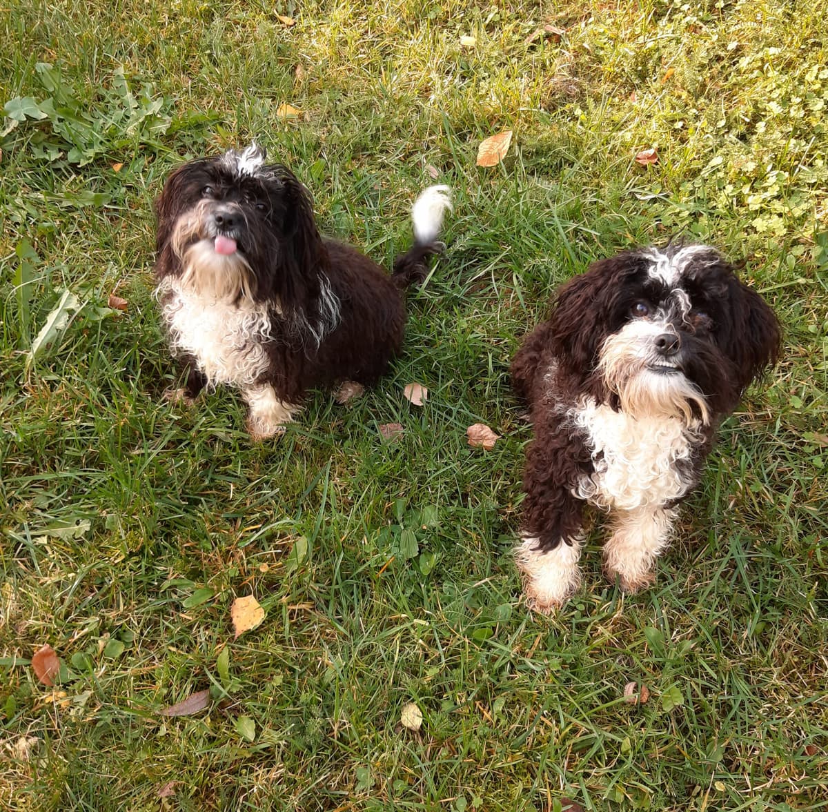 Bert -  - Bild 2