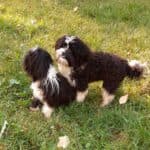 Bert -  - Bild 5