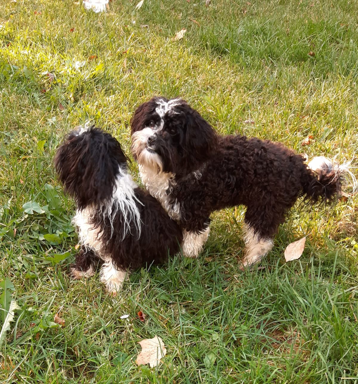 Bert -  - Bild 4