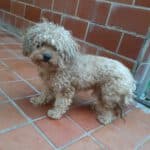 Michl - Pudel - Bild 5