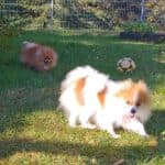 Princess -  - Bild 5
