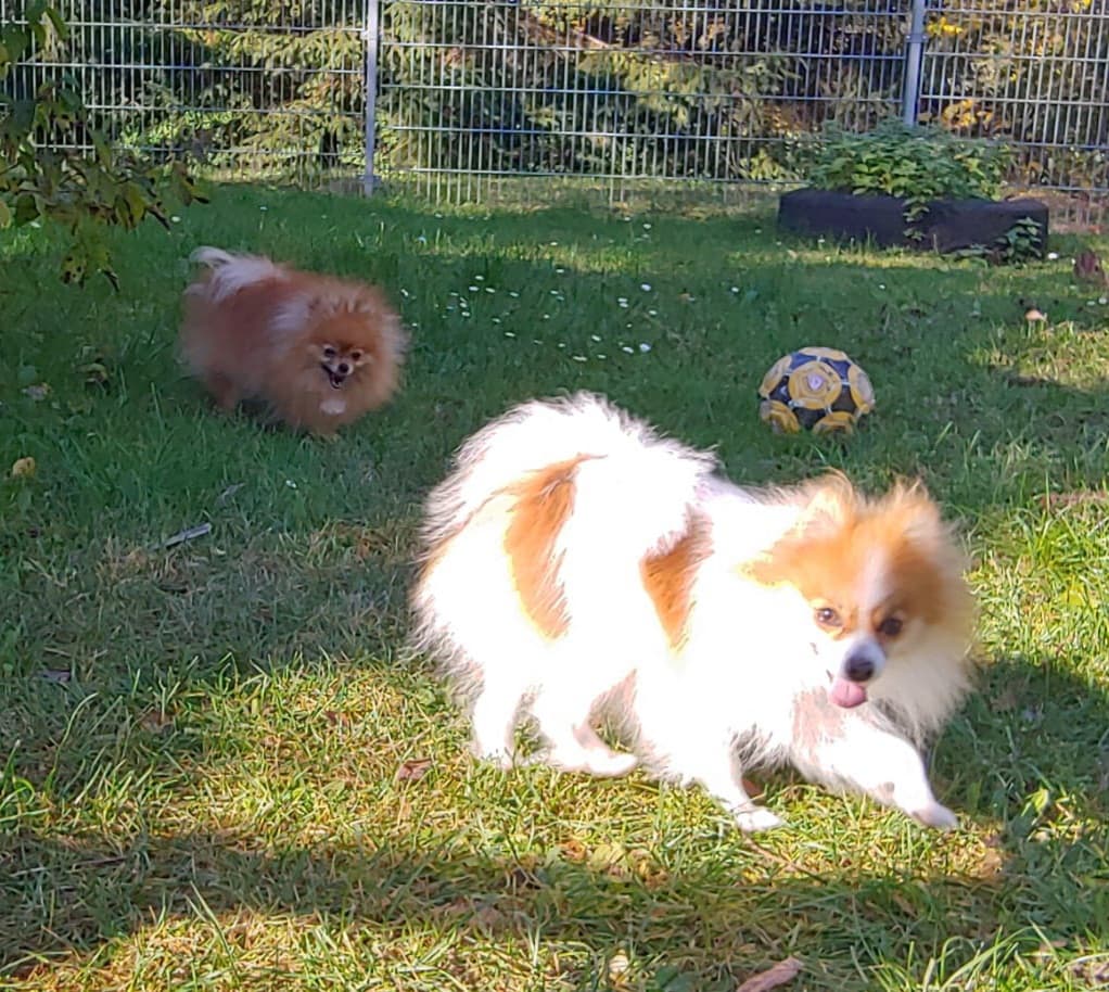 Princess -  - Bild 4