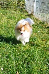 Princess -  - Bild 1