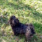 Sparky -  - Bild 5