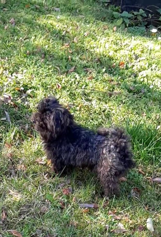 Sparky -  - Bild 4