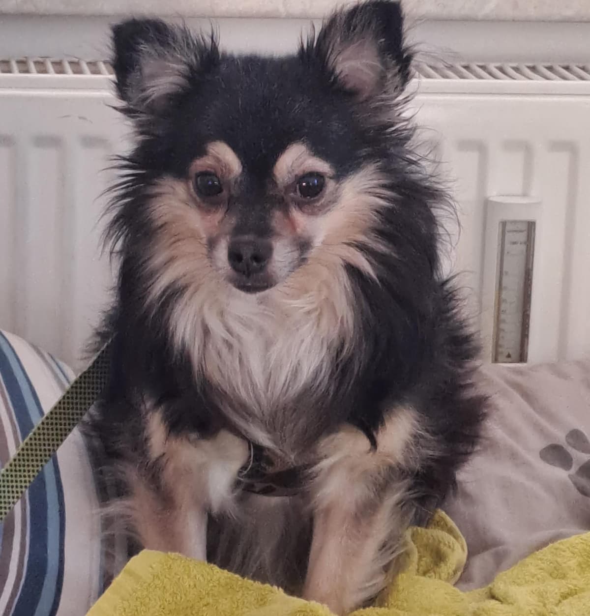 Irmi - Pudel, Chihuahua - Bild 3