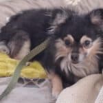Schnappi - Chihuahua - Bild 3