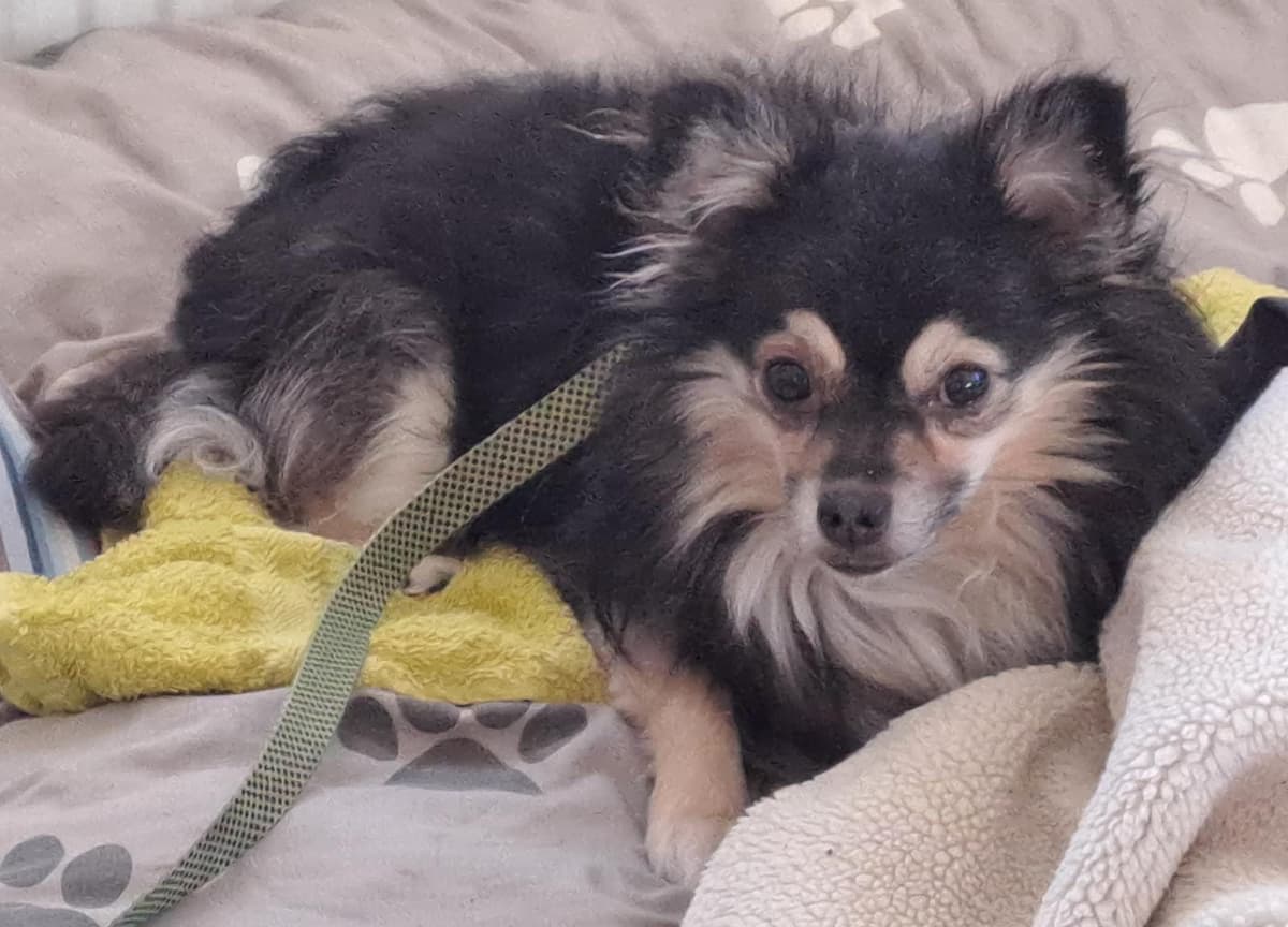 Schnappi - Chihuahua - Bild 2