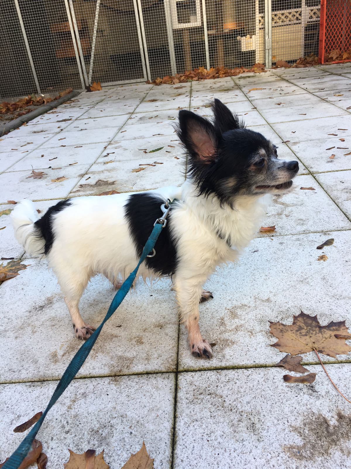Irmi - Pudel, Chihuahua - Bild 7