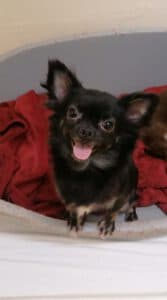 Amelie - Chihuahua - Bild 1