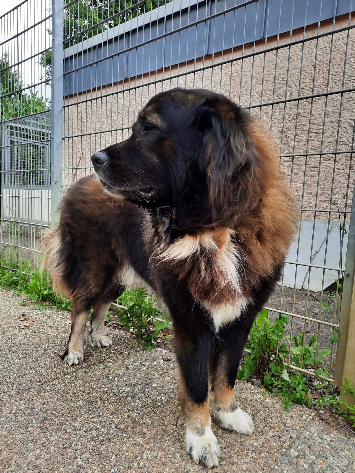 Leonberger-Mix Goliath