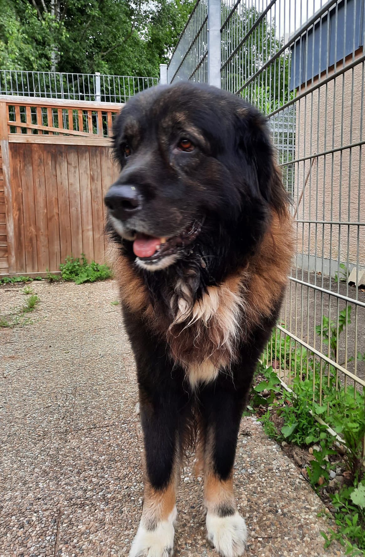 Goliath - Leonberger - Bild 5