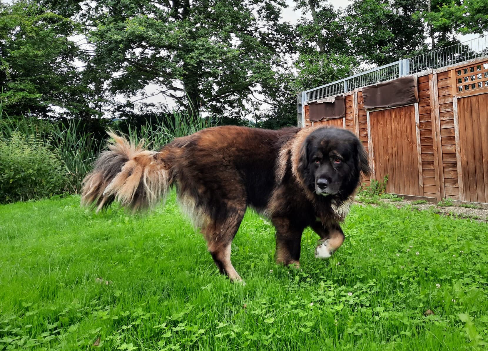 Goliath - Leonberger - Bild 6