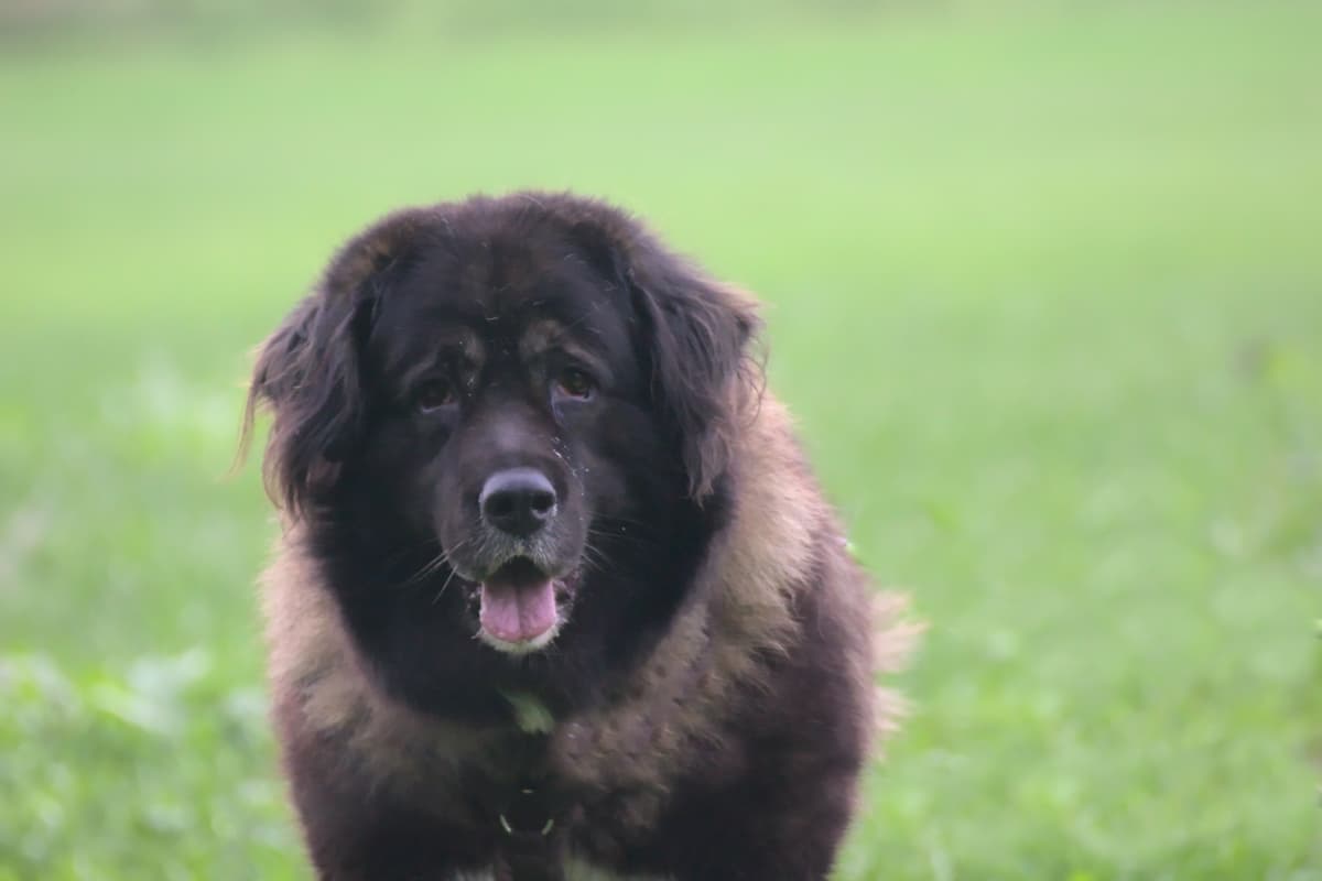 Goliath - Leonberger - Bild 9