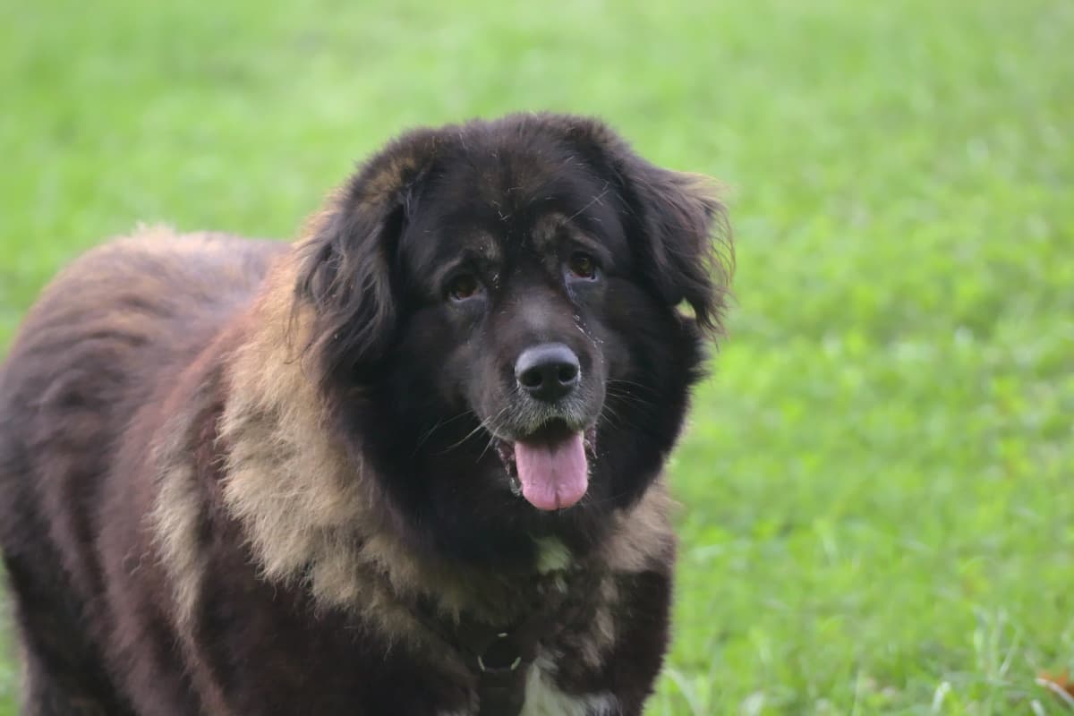Goliath - Leonberger - Bild 11