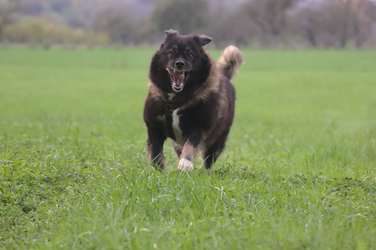 Goliath - Leonberger - Bild 14