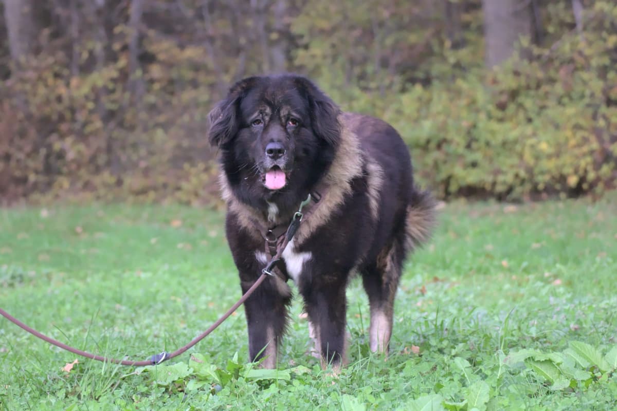 Goliath - Leonberger - Bild 15