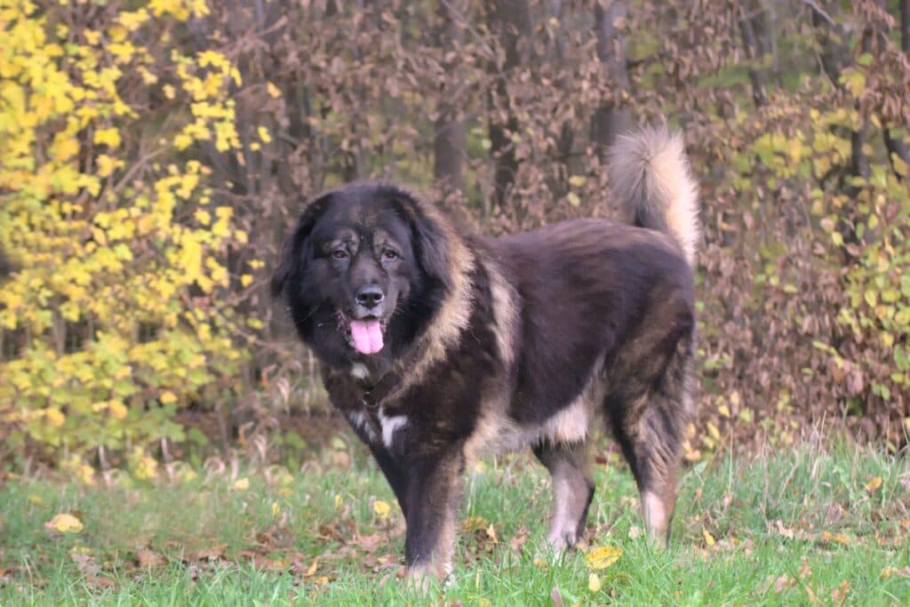 Goliath - Leonberger - Bild 2