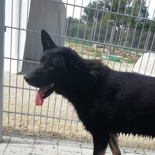 AIK - Deutscher Schäferhund - Bild 7