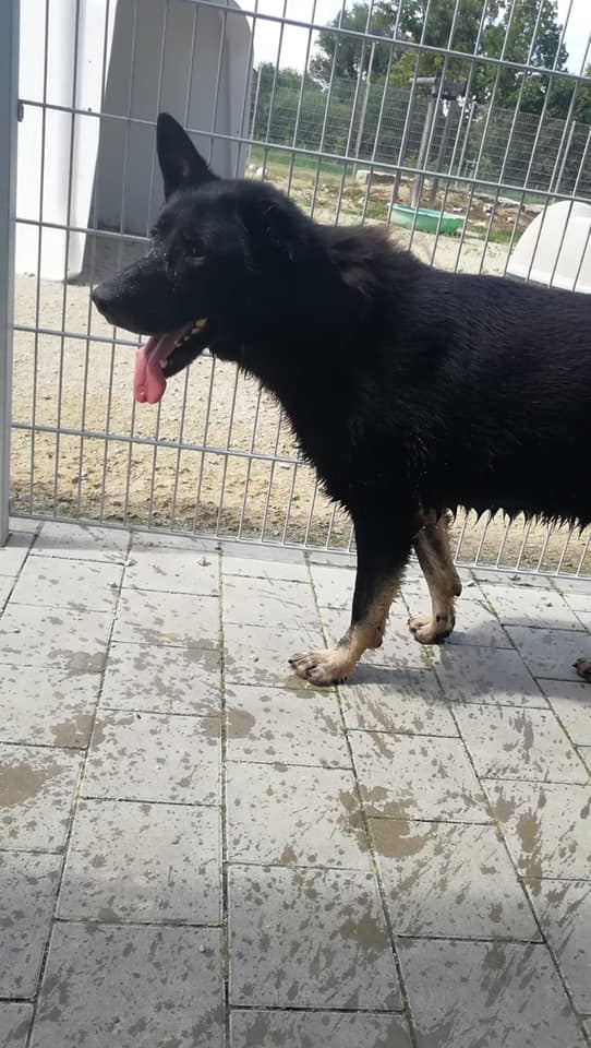 AIK - Deutscher Schäferhund - Bild 6