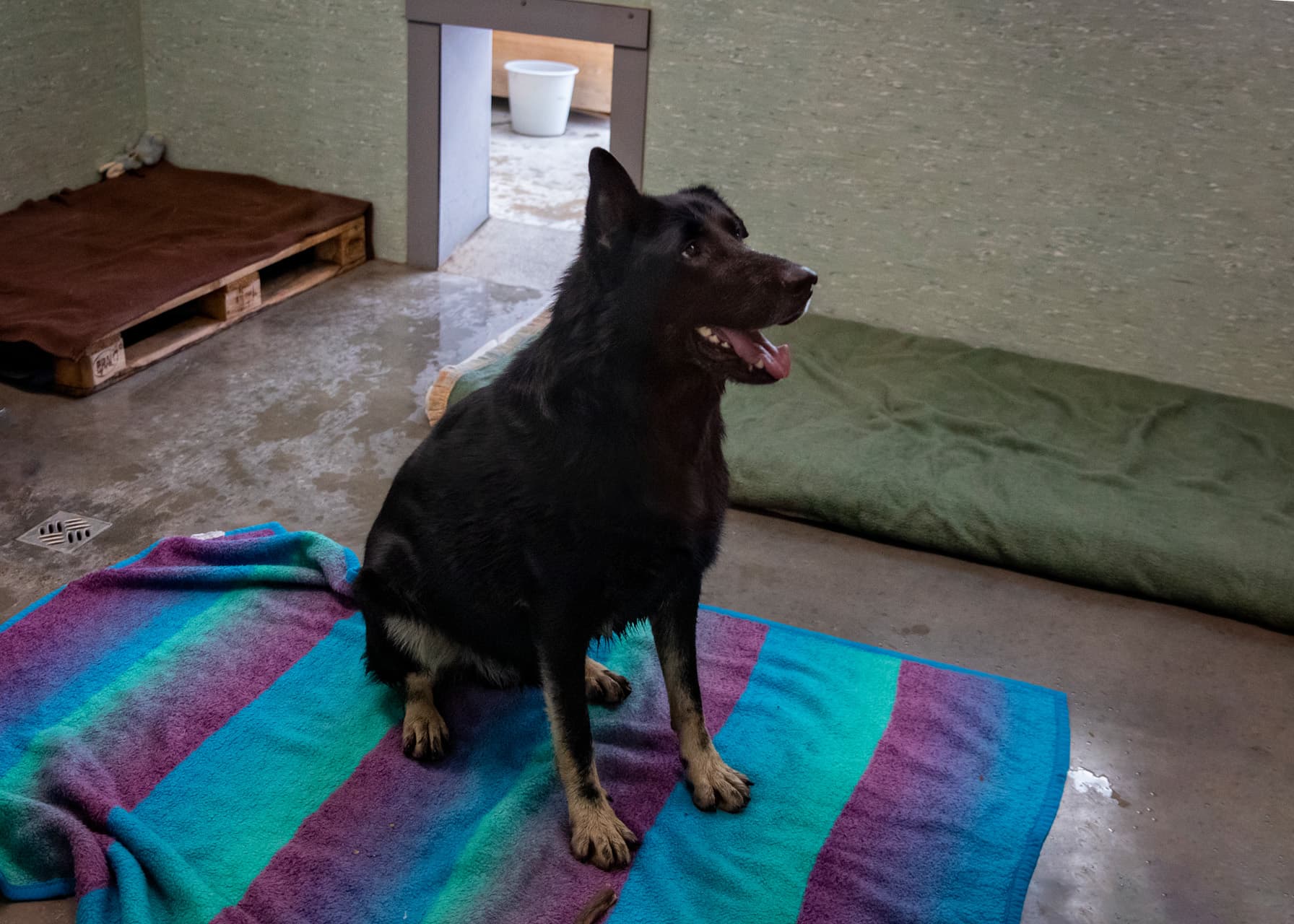 AIK - Deutscher Schäferhund - Bild 4