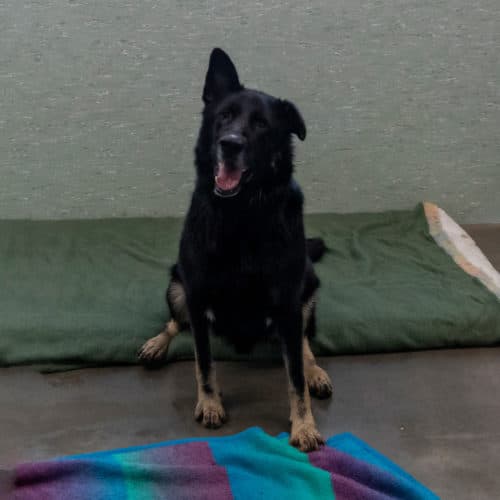 AIK - Deutscher Schäferhund - Bild 3