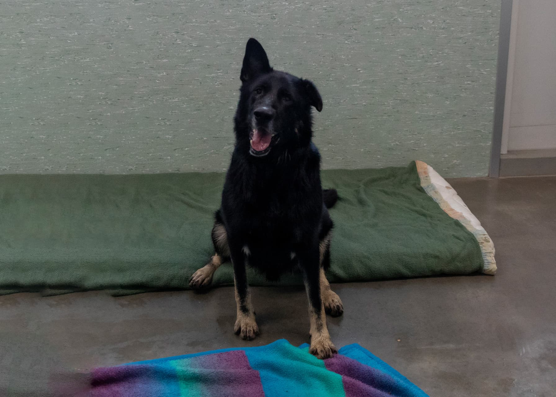 AIK - Deutscher Schäferhund - Bild 2