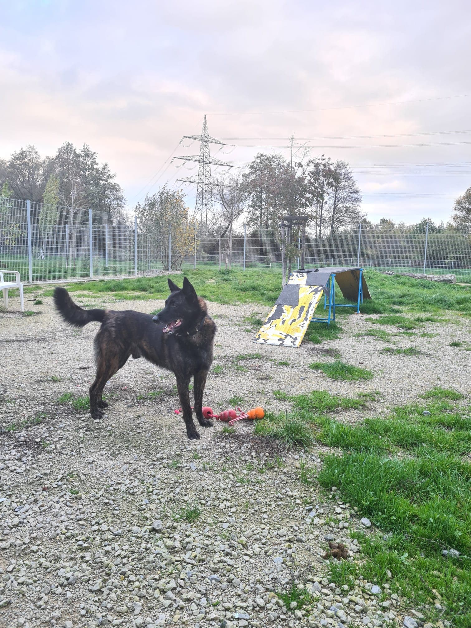 Siggi - Hollandse Herdershond - Bild 6