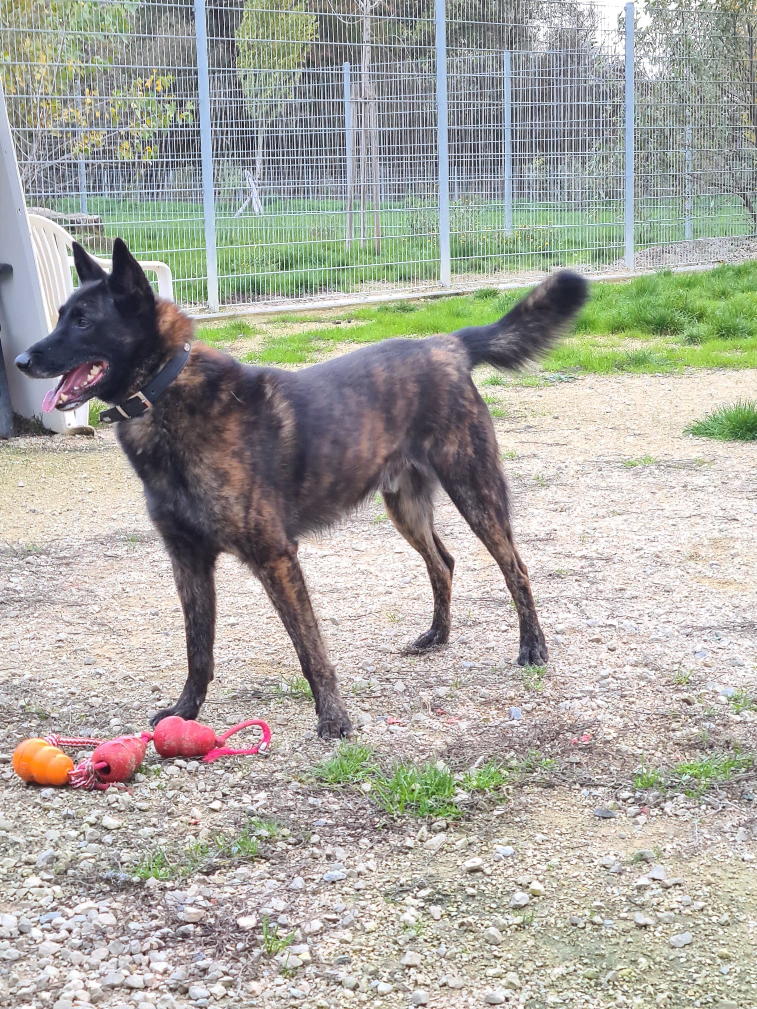 Siggi - Hollandse Herdershond - Bild 4