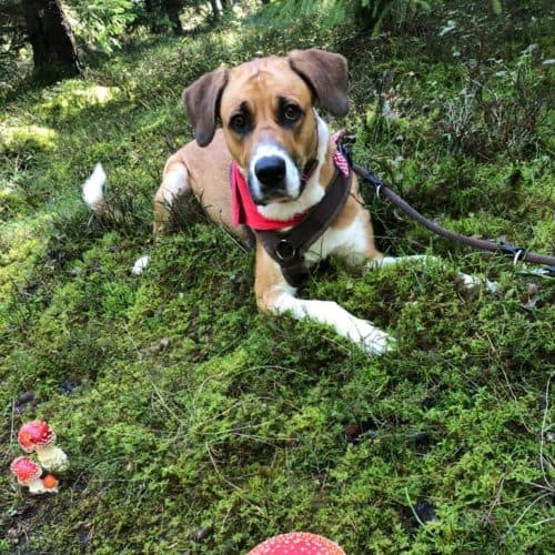 Paula - Deutscher Schäferhund - Bild 9