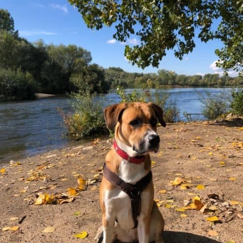 Paula - Deutscher Schäferhund - Bild 3