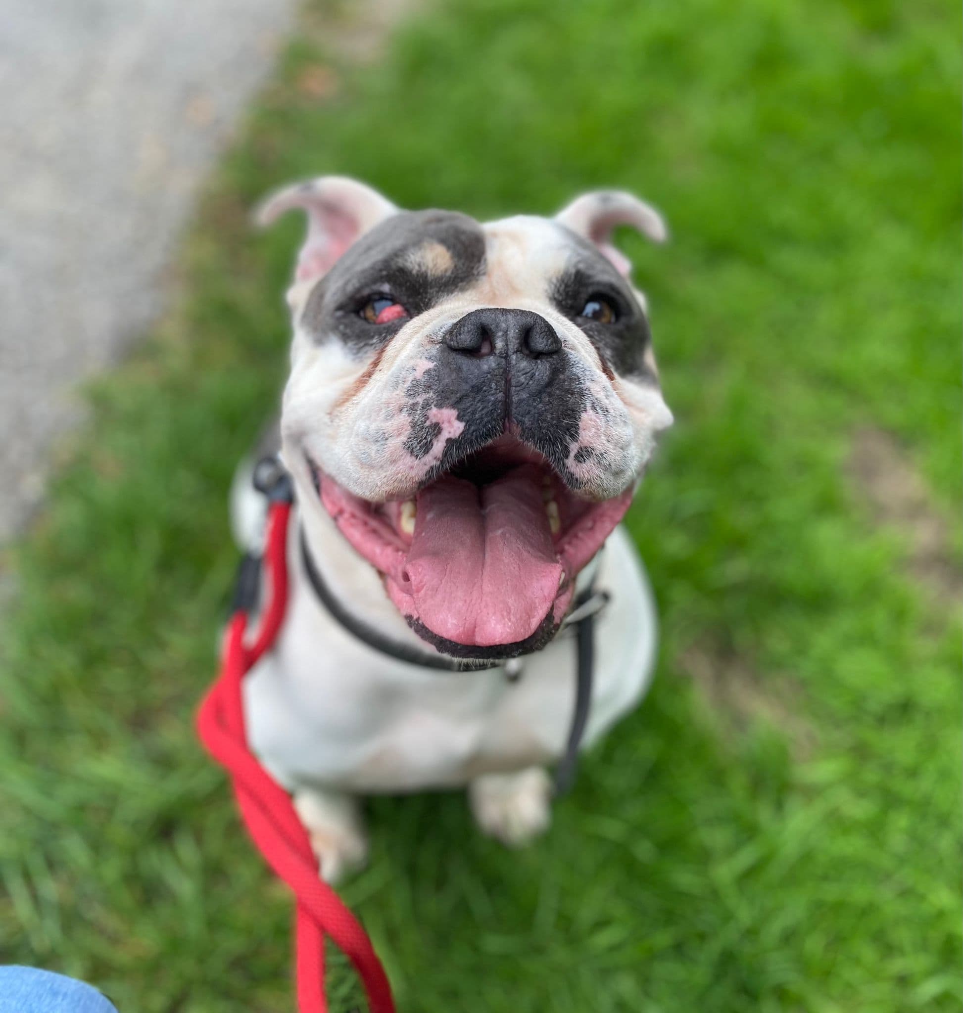 Englische Bulldogge Jackson