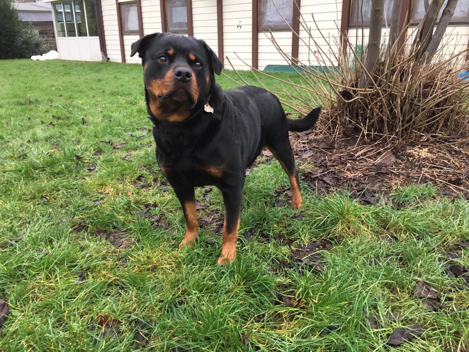 Rottweiler Dolly