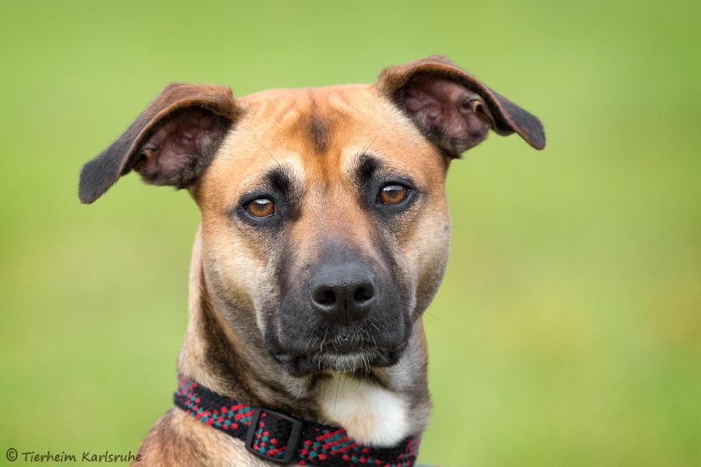 Beagle, Border Collie Chalsy