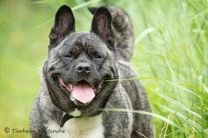 Daisy - Beagle, Akita, Border Collie, Englische Bulldogge, Deutsche Dogge - Bild 2