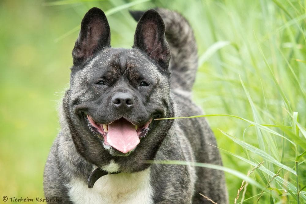 Beagle, Akita, Border Collie Daisy