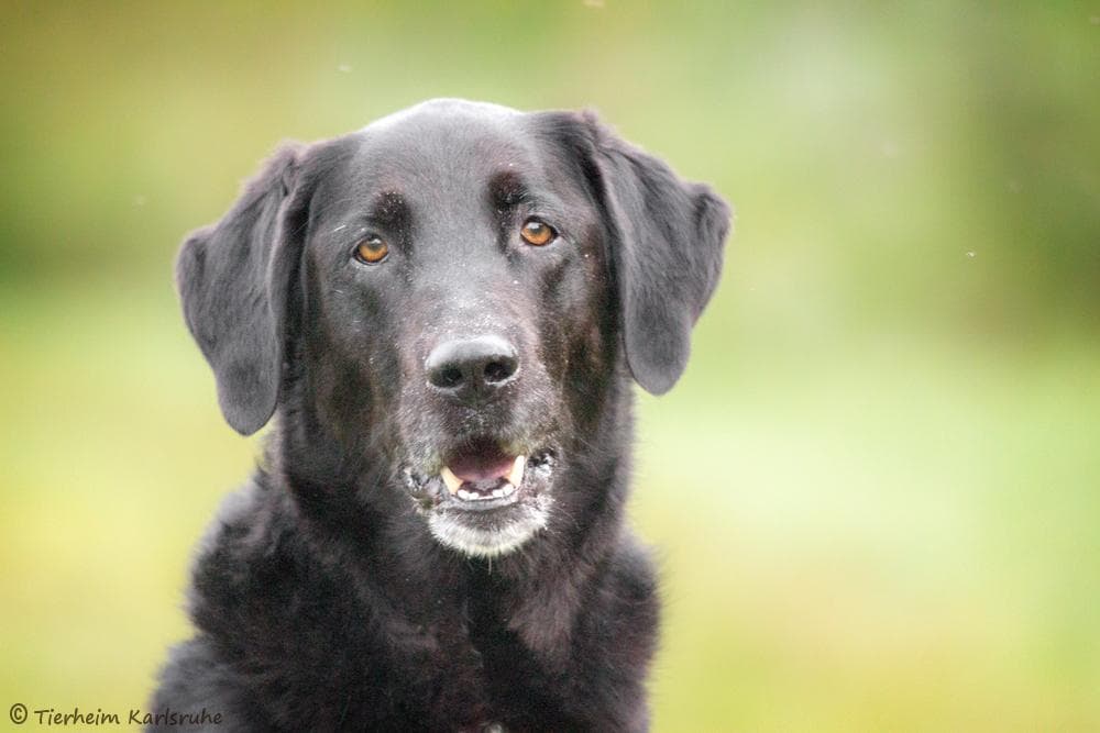Berner Sennenhund, Border Collie, Labrador Retriever Sreky