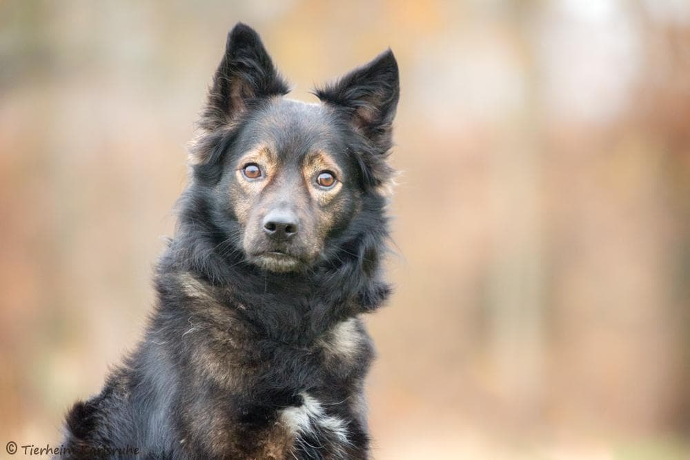 Beagle, Border Collie Zeusz