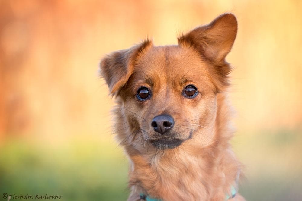 Dackel, Jack Russell Terrier Luna