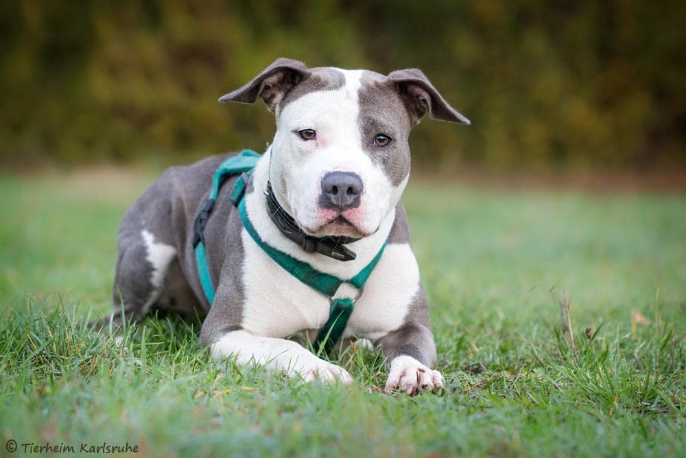 Staffordshire Bullterrier, American Staffordshire Terrier Fluffy